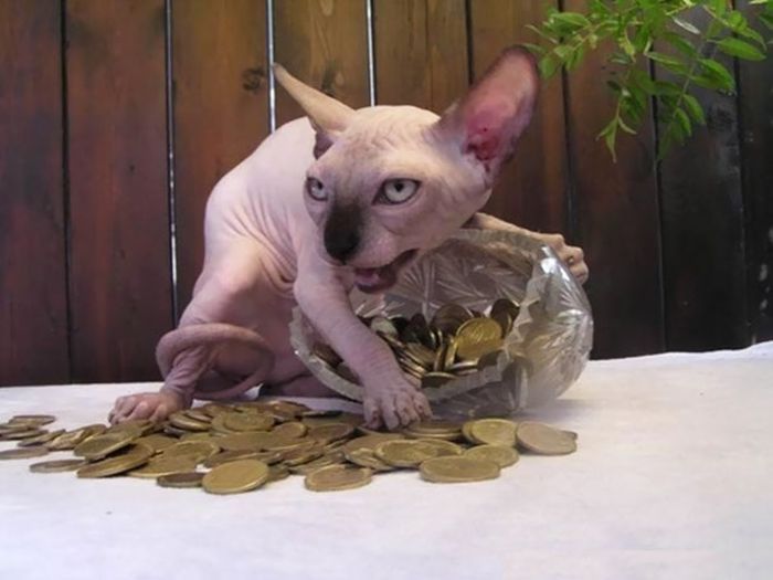 Странные коты