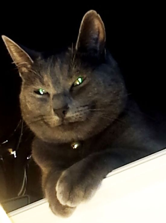 Странные коты