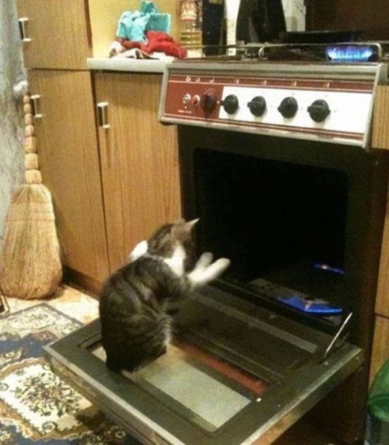 Странные коты