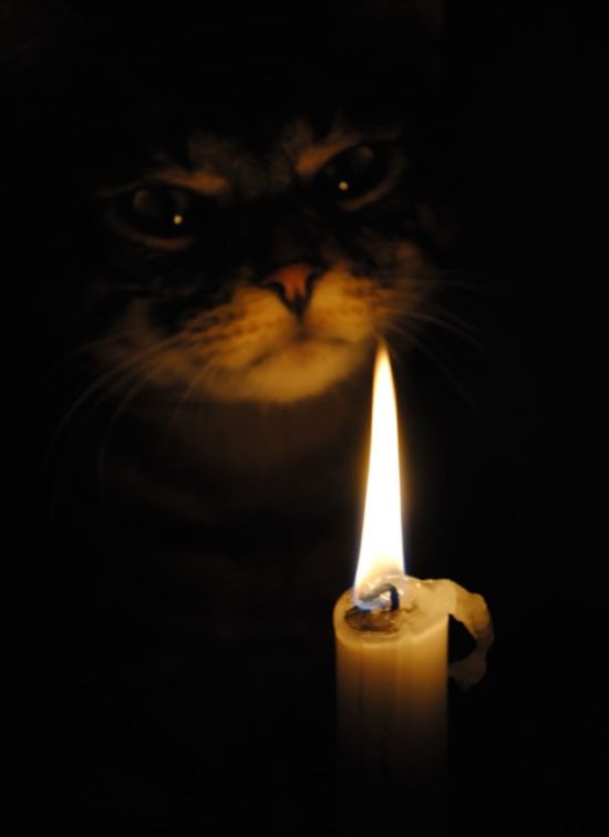 Странные коты