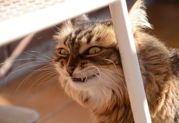 Странные коты