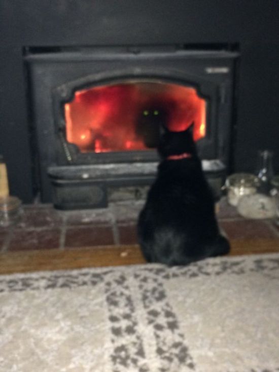 Странные коты