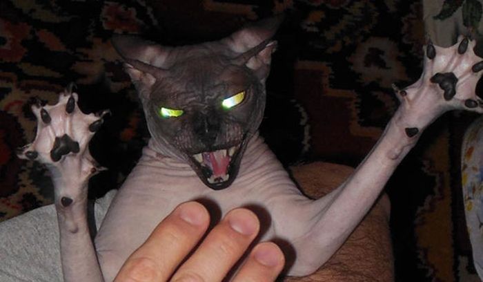 Странные коты