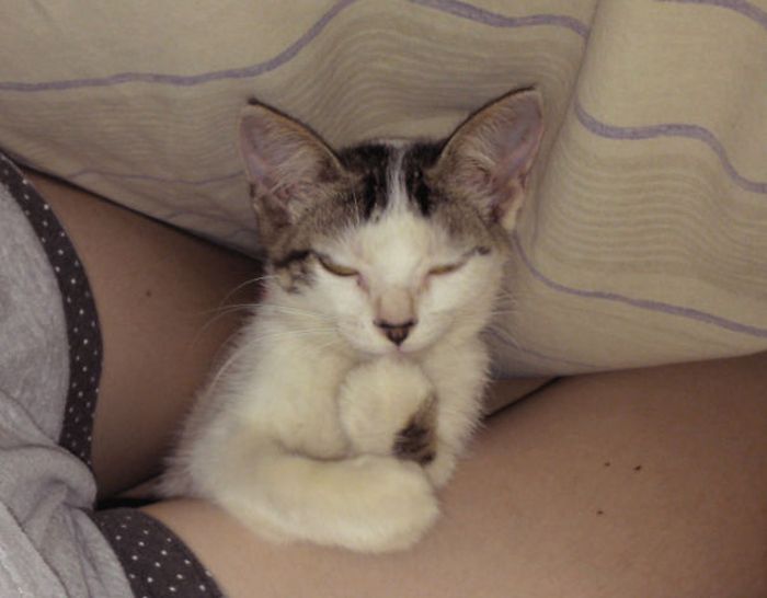Странные коты