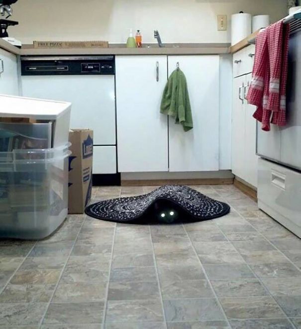 Странные коты