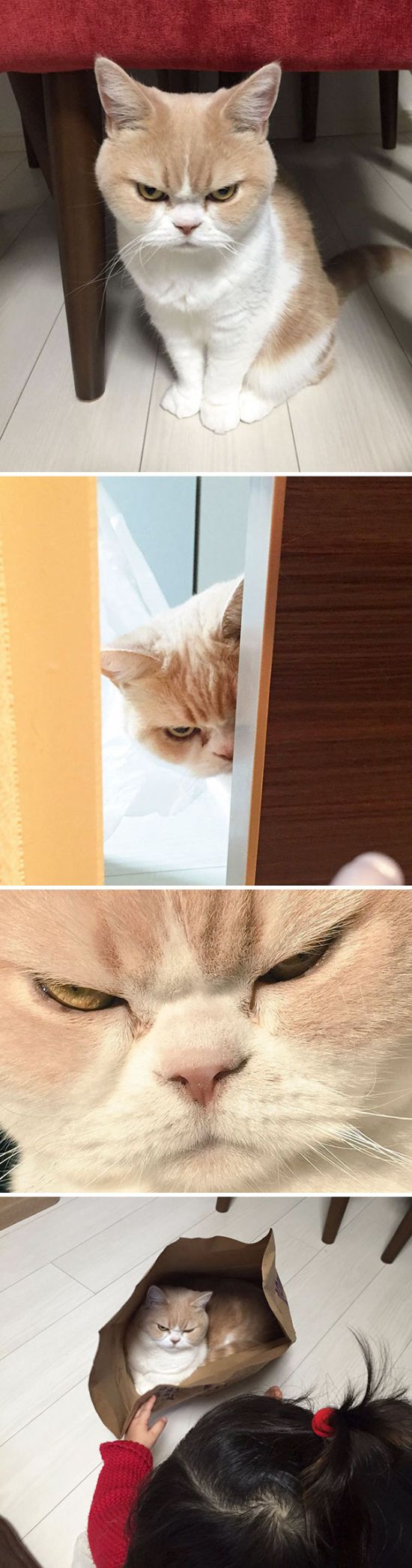 Странные коты