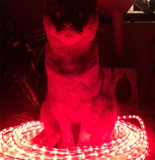 Странные коты