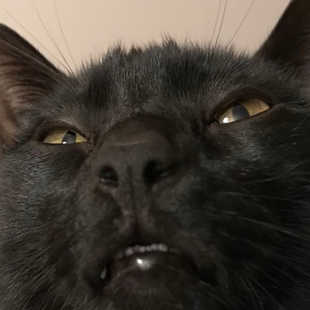 Странные коты