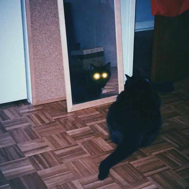 Странные коты