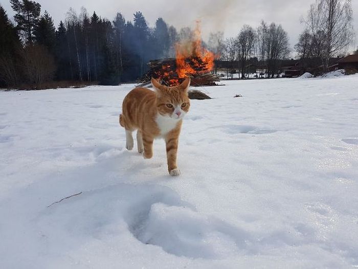 Странные коты