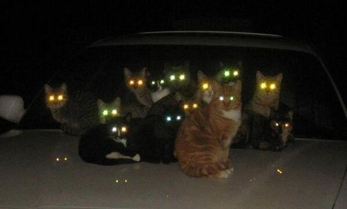 Странные коты
