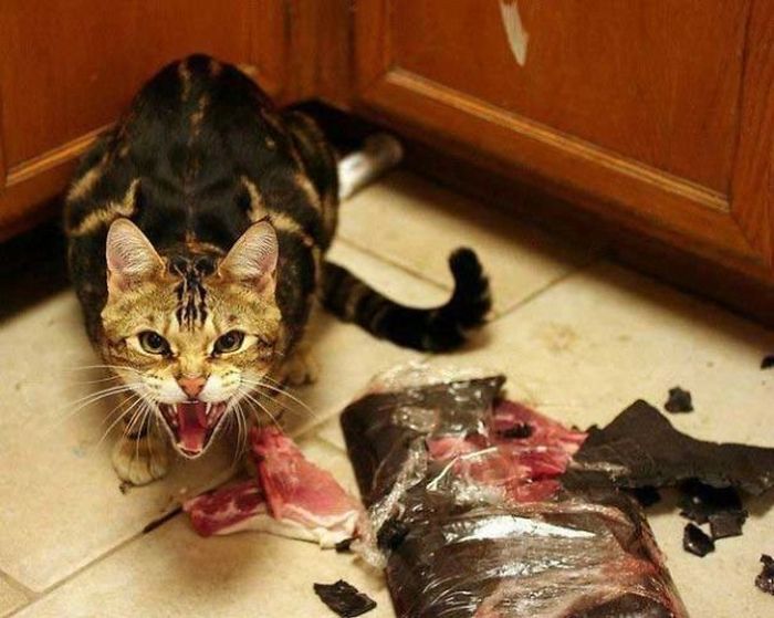 Странные коты