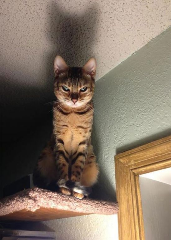 Странные коты