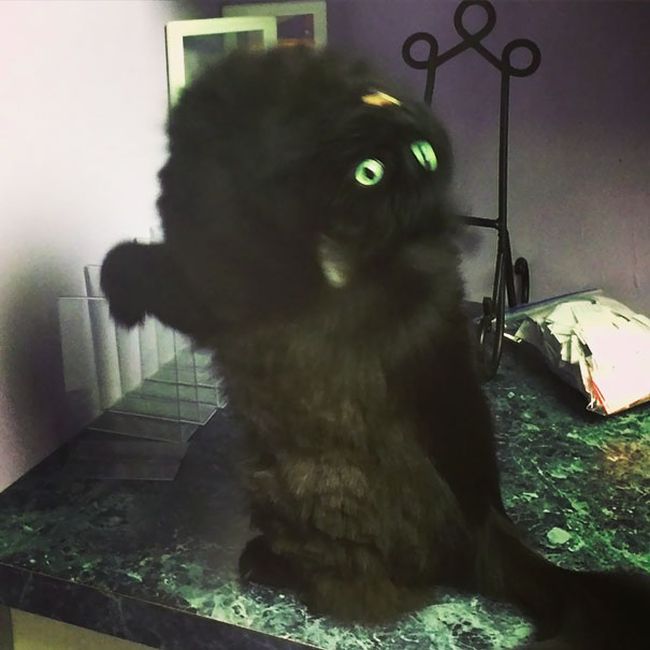 Странные коты