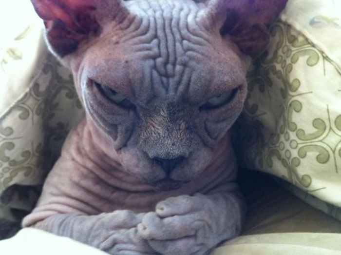 Странные коты