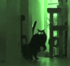 Странные коты