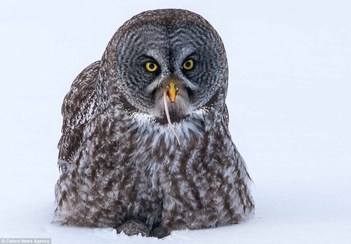 Поймал мыша - ешь не спеша