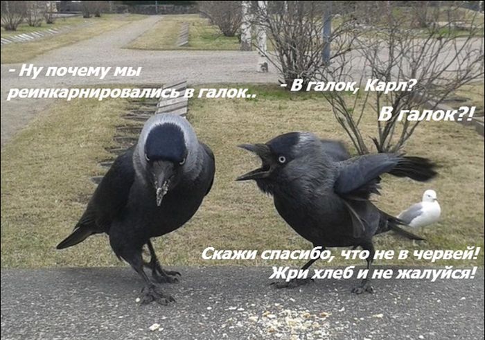 Порция картинок