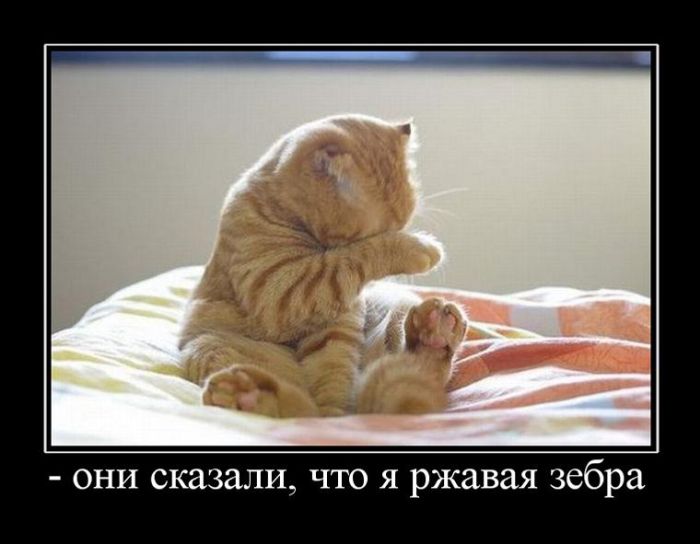 Демотиваторы