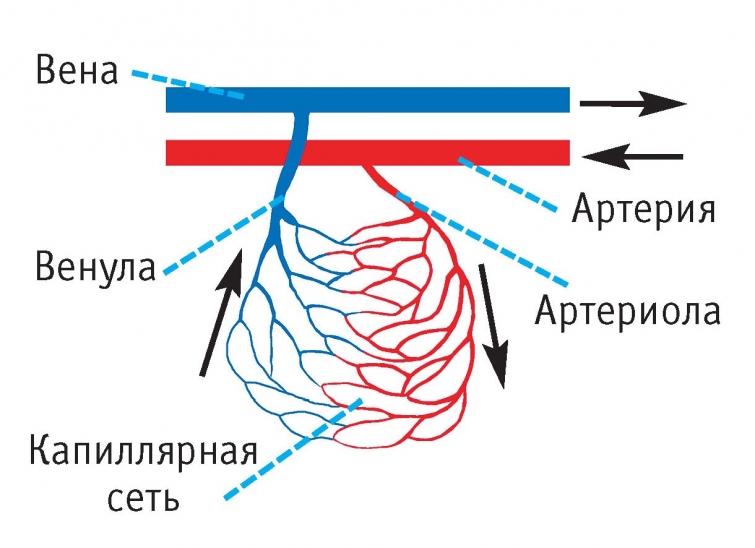 18 опровергнутых наукой мифов, в которые верят большинство взрослых людей 18 опровергнутых наукой мифов, в которые верят большинство взрослых людей