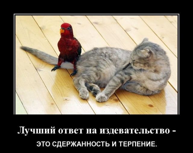 Демотиваторы
