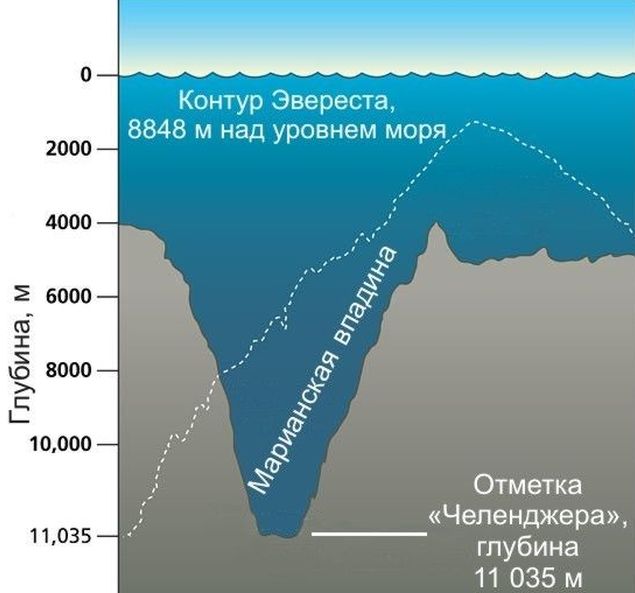 Живые организмы, обитающие в Марианской впадине