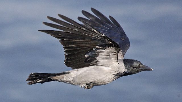 25 самых популярных суеверий со всего света 25 самых популярных суеверий со всего света