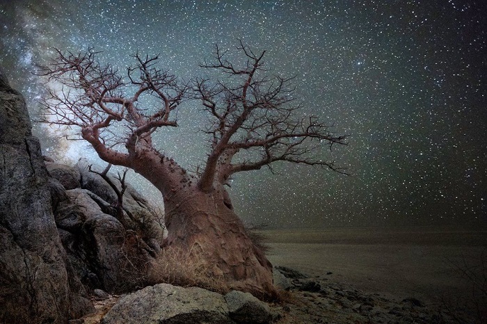 Древние гиганты Земли на снимках фотографа Бет Мун Древние гиганты Земли на снимках фотографа Бет Мун