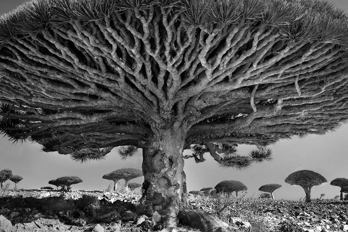 Древние гиганты Земли на снимках фотографа Бет Мун Древние гиганты Земли на снимках фотографа Бет Мун