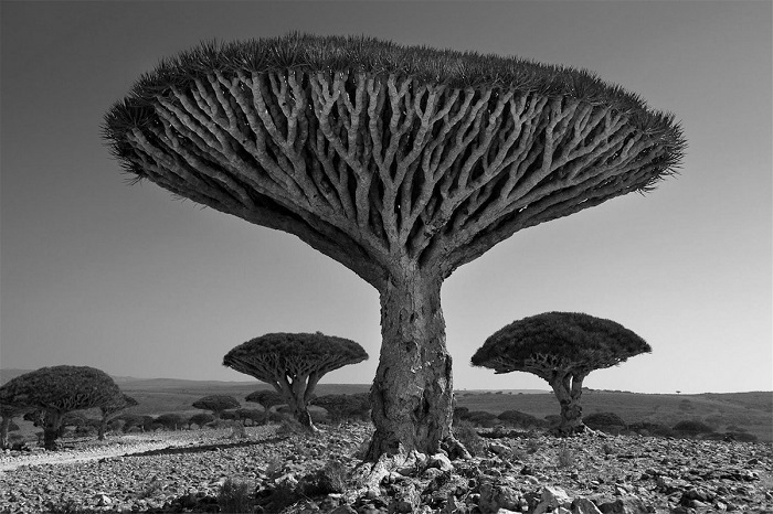 Древние гиганты Земли на снимках фотографа Бет Мун Древние гиганты Земли на снимках фотографа Бет Мун
