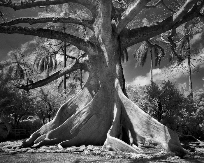Древние гиганты Земли на снимках фотографа Бет Мун Древние гиганты Земли на снимках фотографа Бет Мун