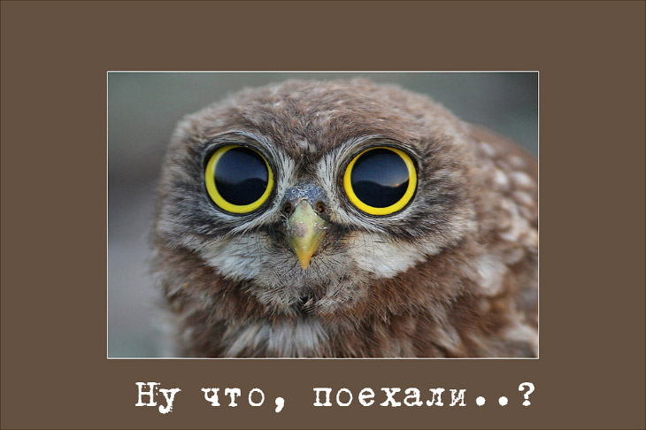Сычиный бенефис Сычиный бенефис