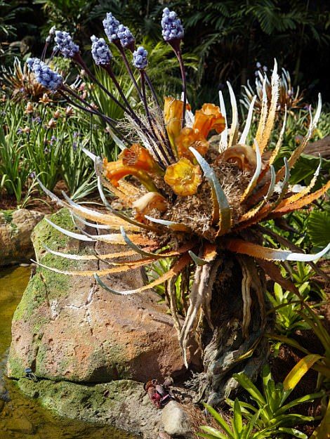 Тематический парк Pandora World of Avatar land в Disney World