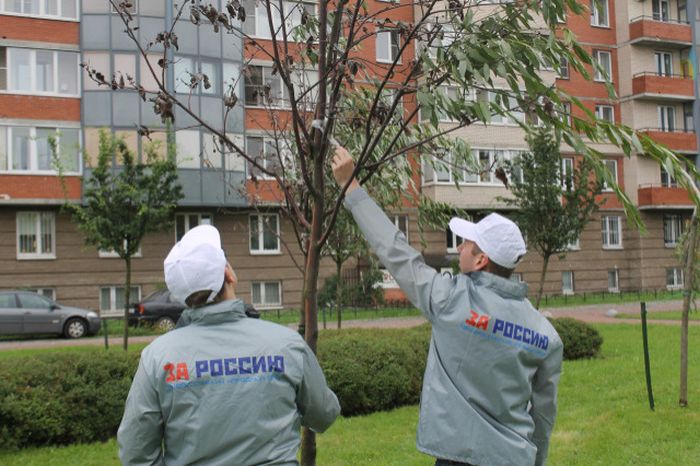 В Санкт-Петербурге засохшие деревья «оживили» с помощью веток и скотча