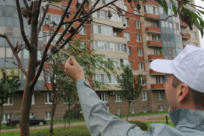 В Санкт-Петербурге засохшие деревья «оживили» с помощью веток и скотча
