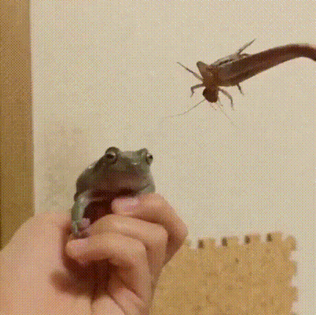 Фейлы в гифках