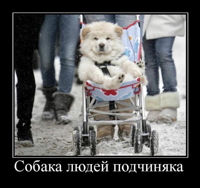 Демотиваторы