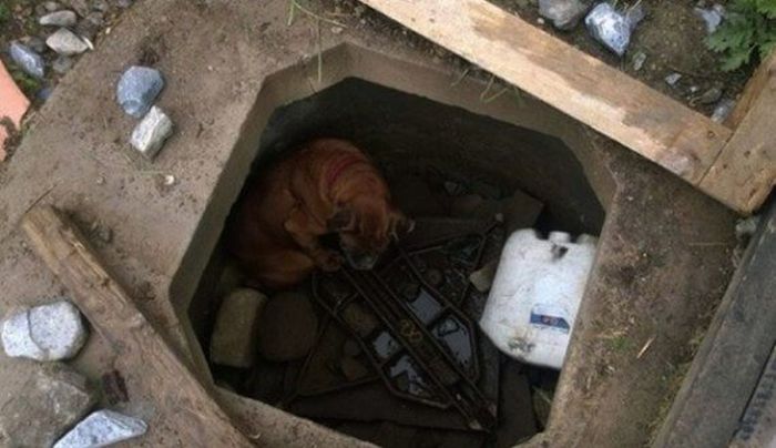 Спасение брошенной собаки