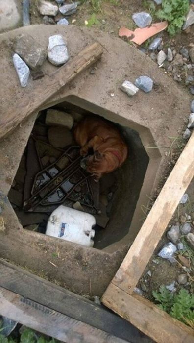 Спасение брошенной собаки