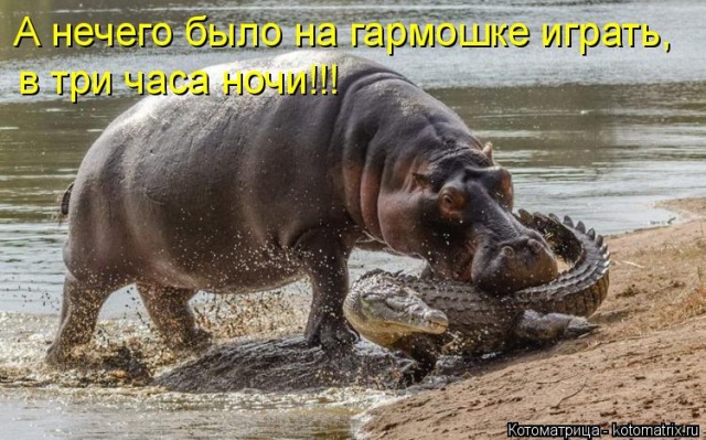 Лучшие котоматрицы недели