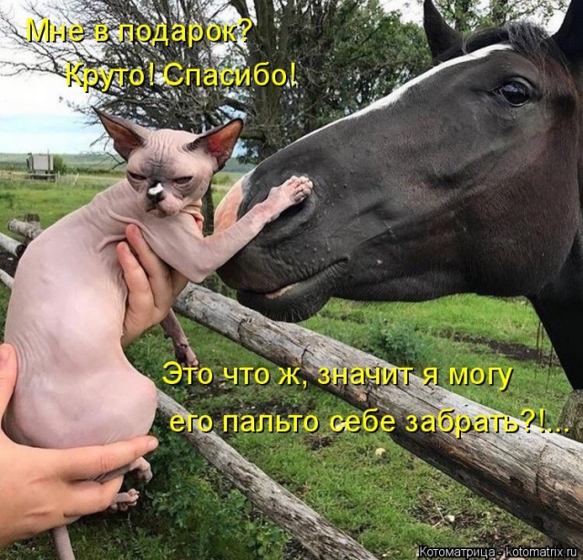 Лучшие котоматрицы недели