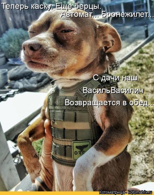 Лучшие котоматрицы недели