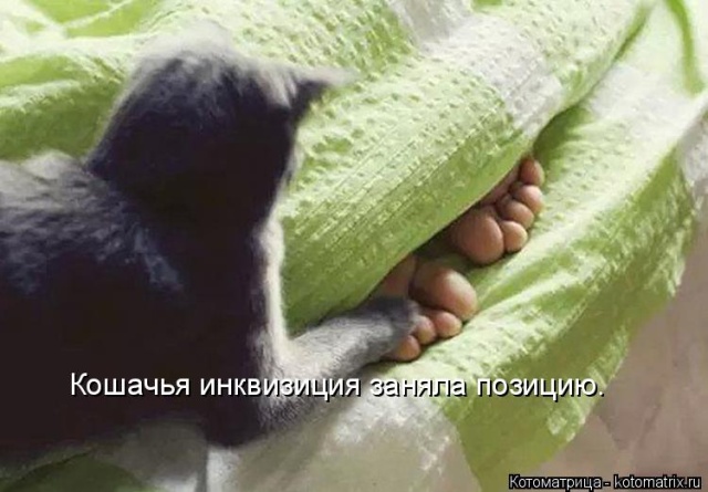 Лучшие котоматрицы недели