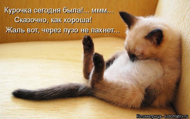 Лучшие котоматрицы недели
