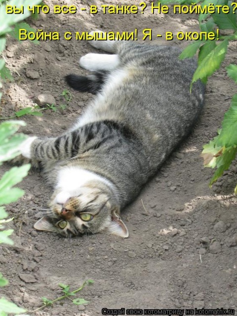 Лучшие котоматрицы недели