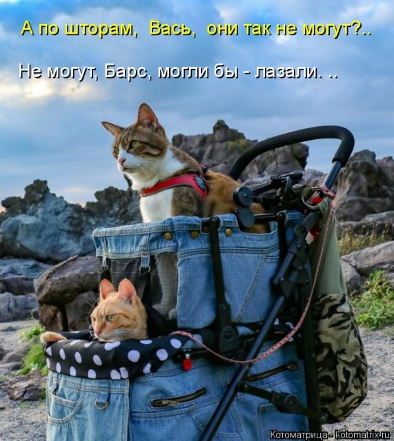 Лучшие котоматрицы недели