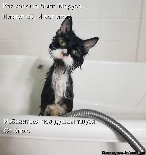 Лучшие котоматрицы недели