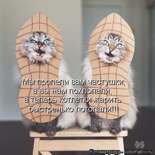 Лучшие котоматрицы недели