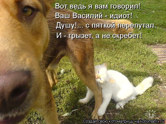 Лучшие котоматрицы недели