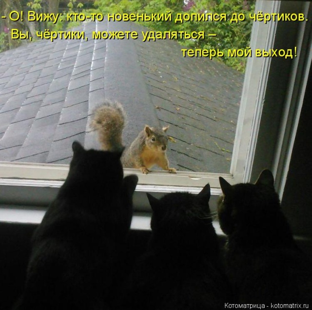 Лучшие котоматрицы недели